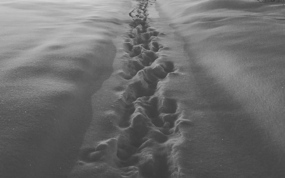 Week in review: February 5, 2018